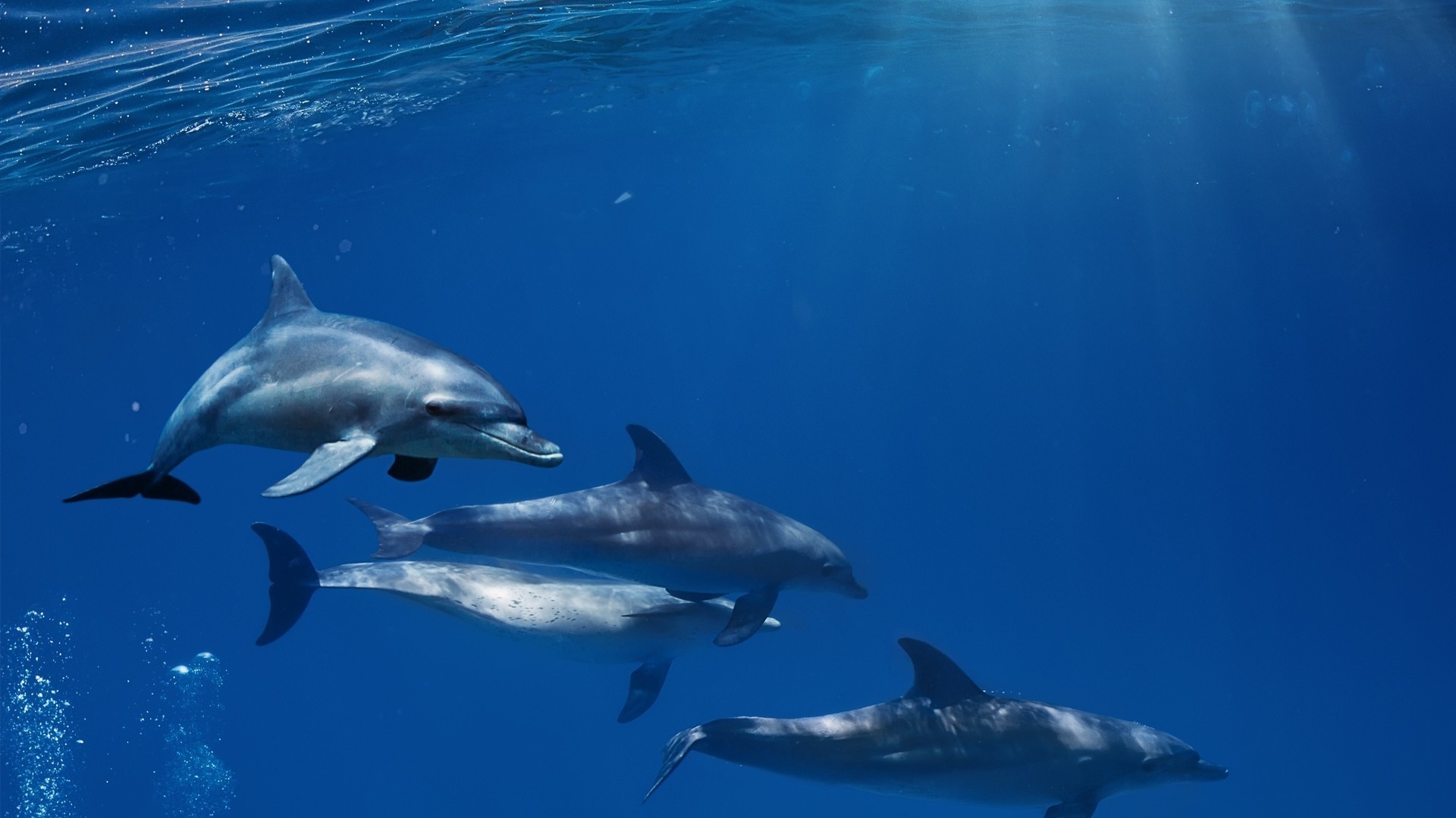 animales soplador delfín natación ballena submarino agua vida silvestre tiburón aleta peces mamífero buceo al aire libre naturaleza