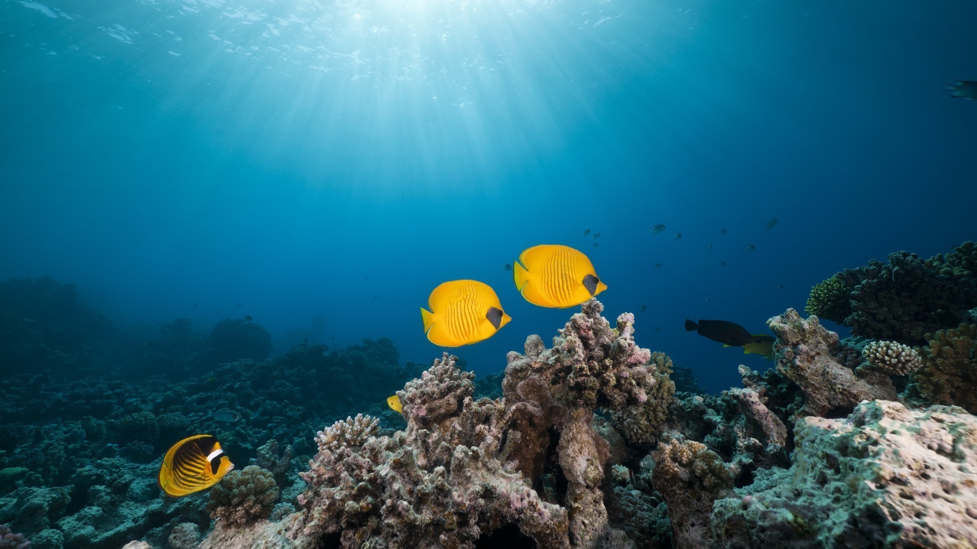 tiere unterwasser korallen riff ozean fische meer tropisch natur tauchen wasser landschaft scuba schnorcheln marine salzwasser gutes wetter ökosystem farbe tief desktop