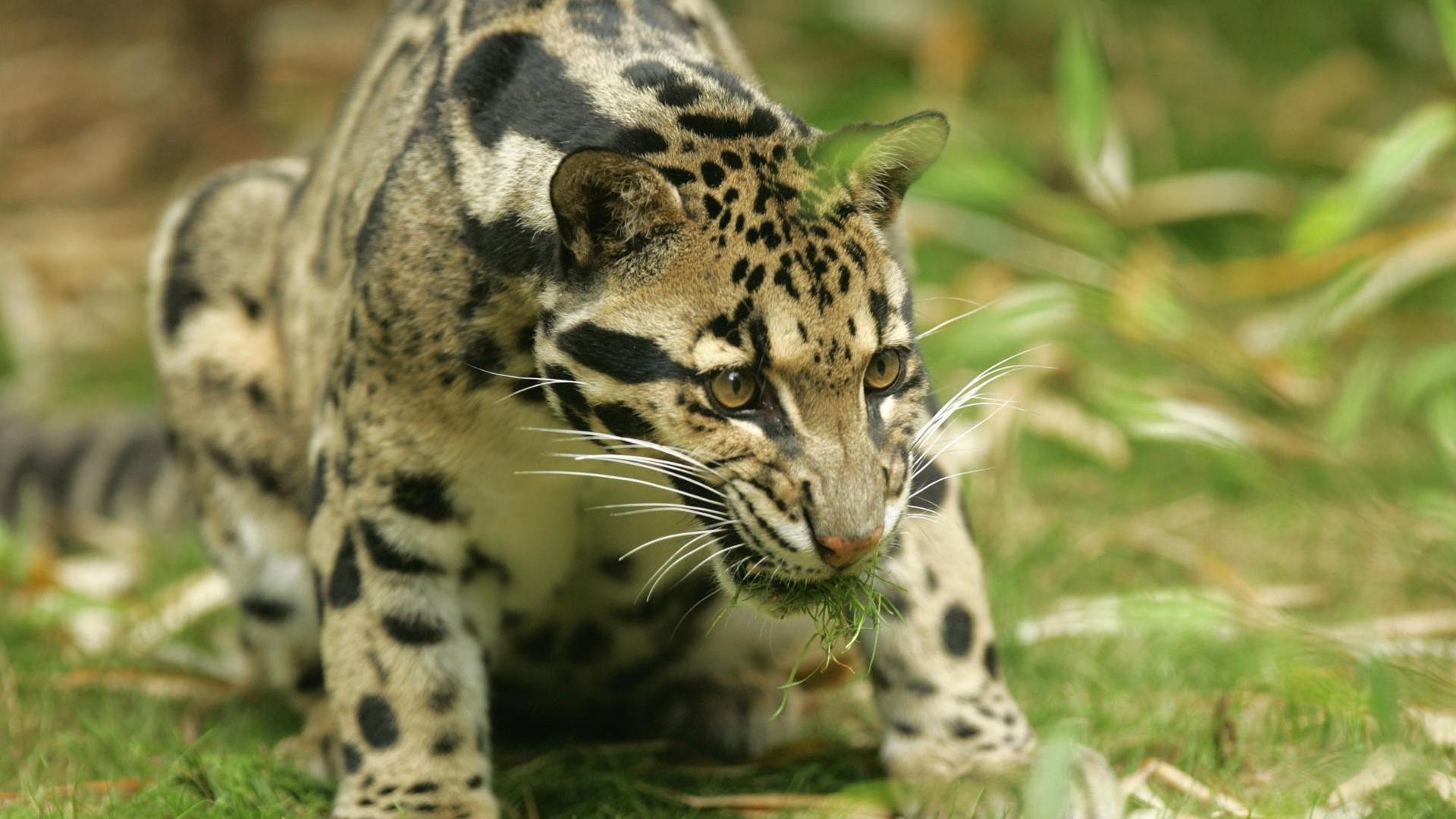 zwierzęta przyroda zwierzę kot dziki natura dżungla drapieżnik zoo ssak safari myśliwy mięsożerca futro lampart duży polowanie zagrożony tygrys