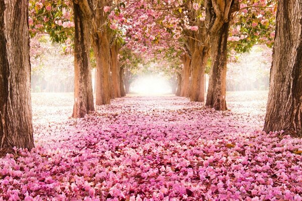 Arbres et feuilles tombées roses