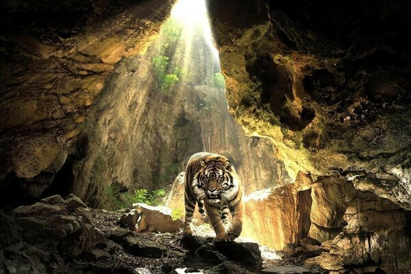 A tiger in a cave illuminated by the rays of the sun