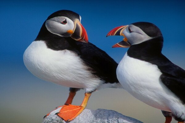 Two colorful birds on a blurry background