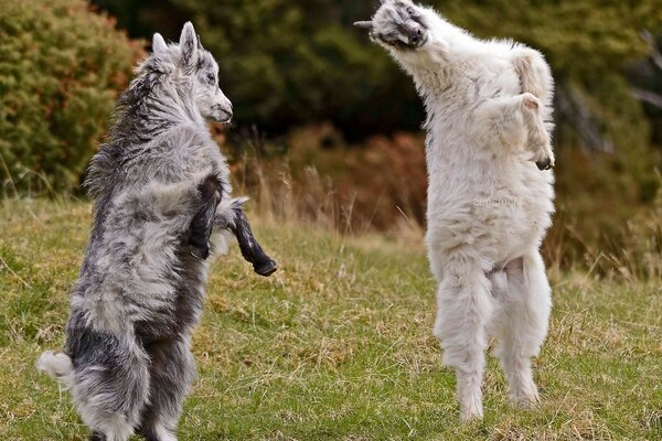 Tiere springen und tanzen Klettergerüst