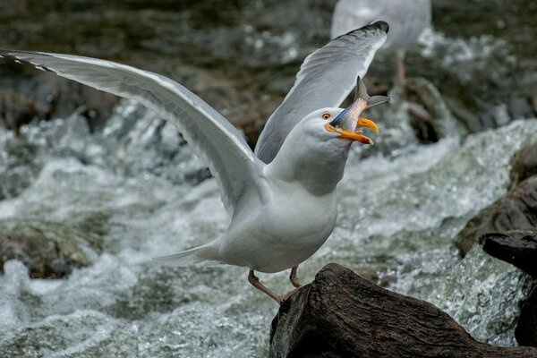 The seagull tries to swallow the caught fish