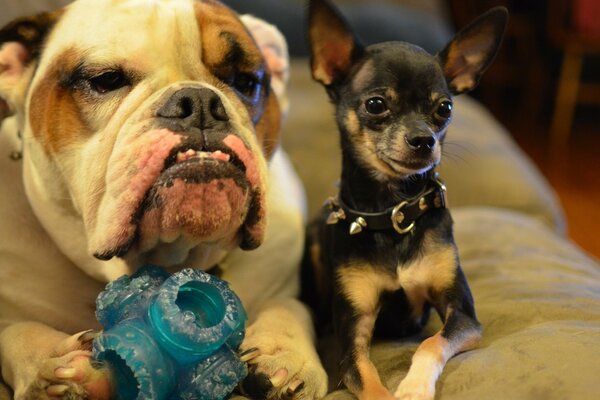 Two friendly dogs on the couch