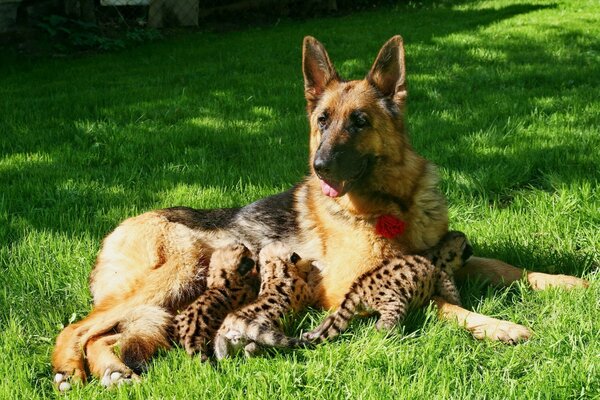 Mamíferos animal perro en la hierba