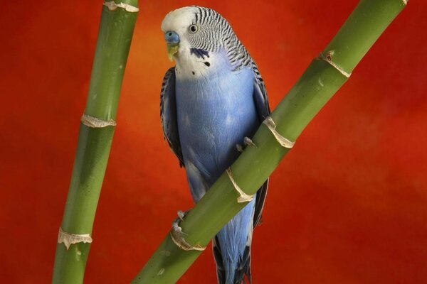 Blue budgie sitting on a bamboo stalk