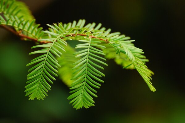 Green twig close-up