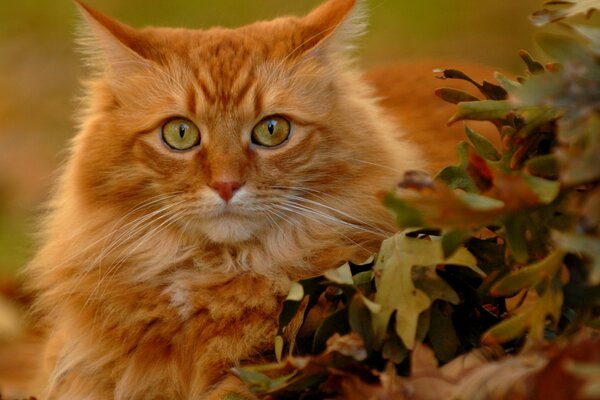 Gato rojo en un fondo borroso