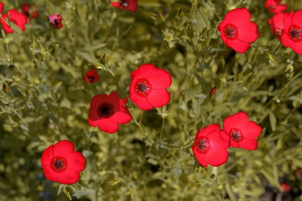 Red flowers. Green stems