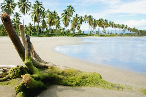 Wood on the seashore