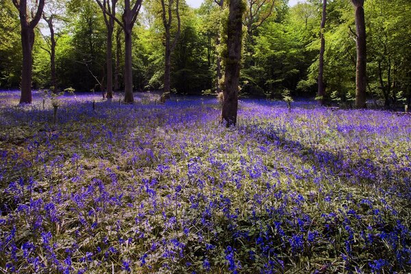 Fleurs violettes dans la forêt sous la cime des arbres