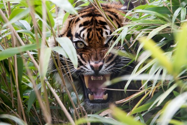 Tigre furieux se cachant dans l herbe