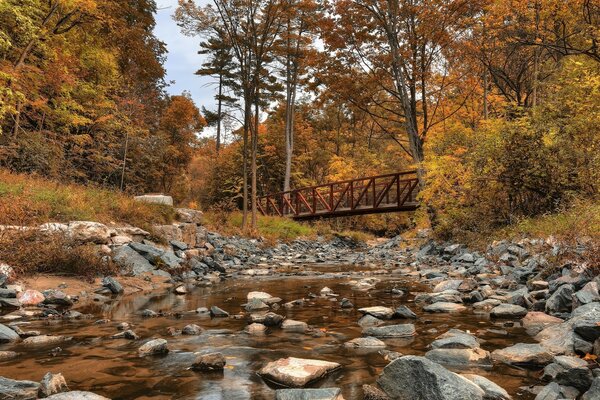 Otoño dorado en el bosque