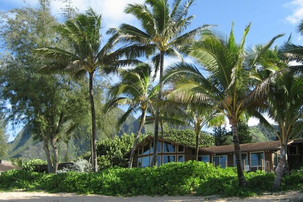 Resort tropical. Casa de campo en palmeral