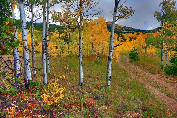 Boschetto di betulle nella foresta autunnale