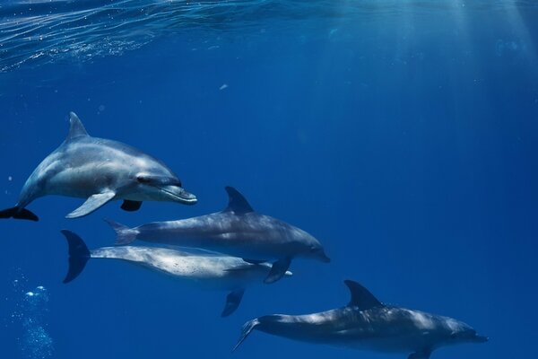 I delfini nuotano vicino alle balene