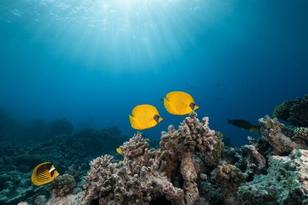 Stunning underwater world of ocean dwellers