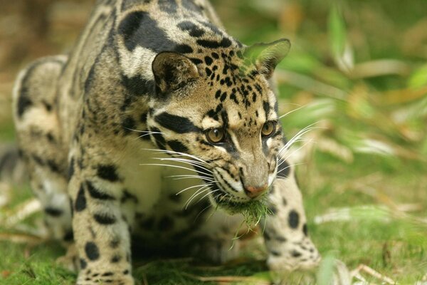 Grande gatto in natura