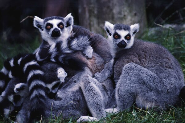 A family of lemurs huddle together