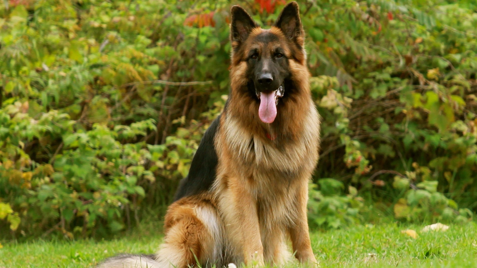 hunde hund gras tier niedlich natur säugetier haustier hundeführer pelz porträt jung im freien vorschau stammbaum welpe gehorsam schäferhund sommer