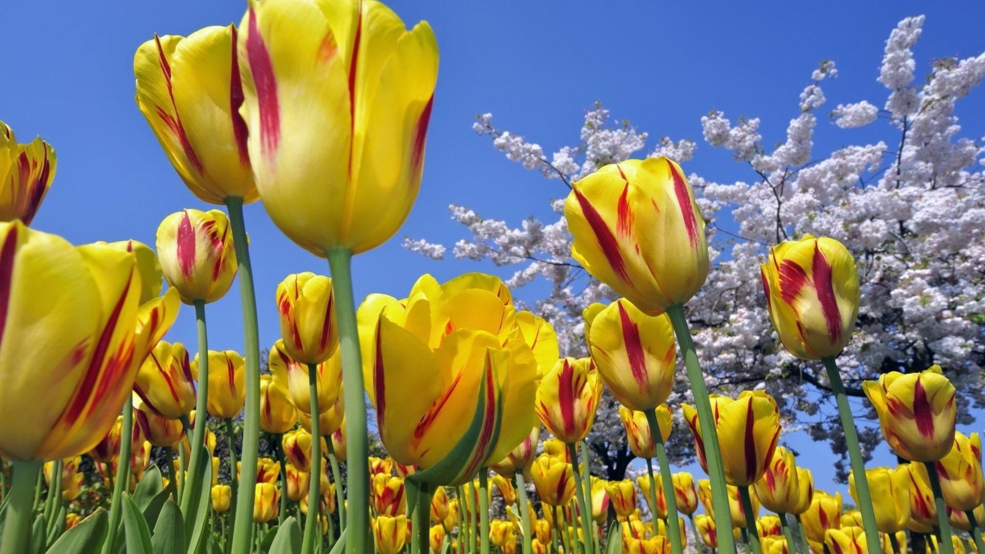 laleler doğa lale çiçek flora parlak renk yaz bahçe alan sezon yaprak çiçek paskalya güzel hava parlak açık havada park petal çiçeklenme