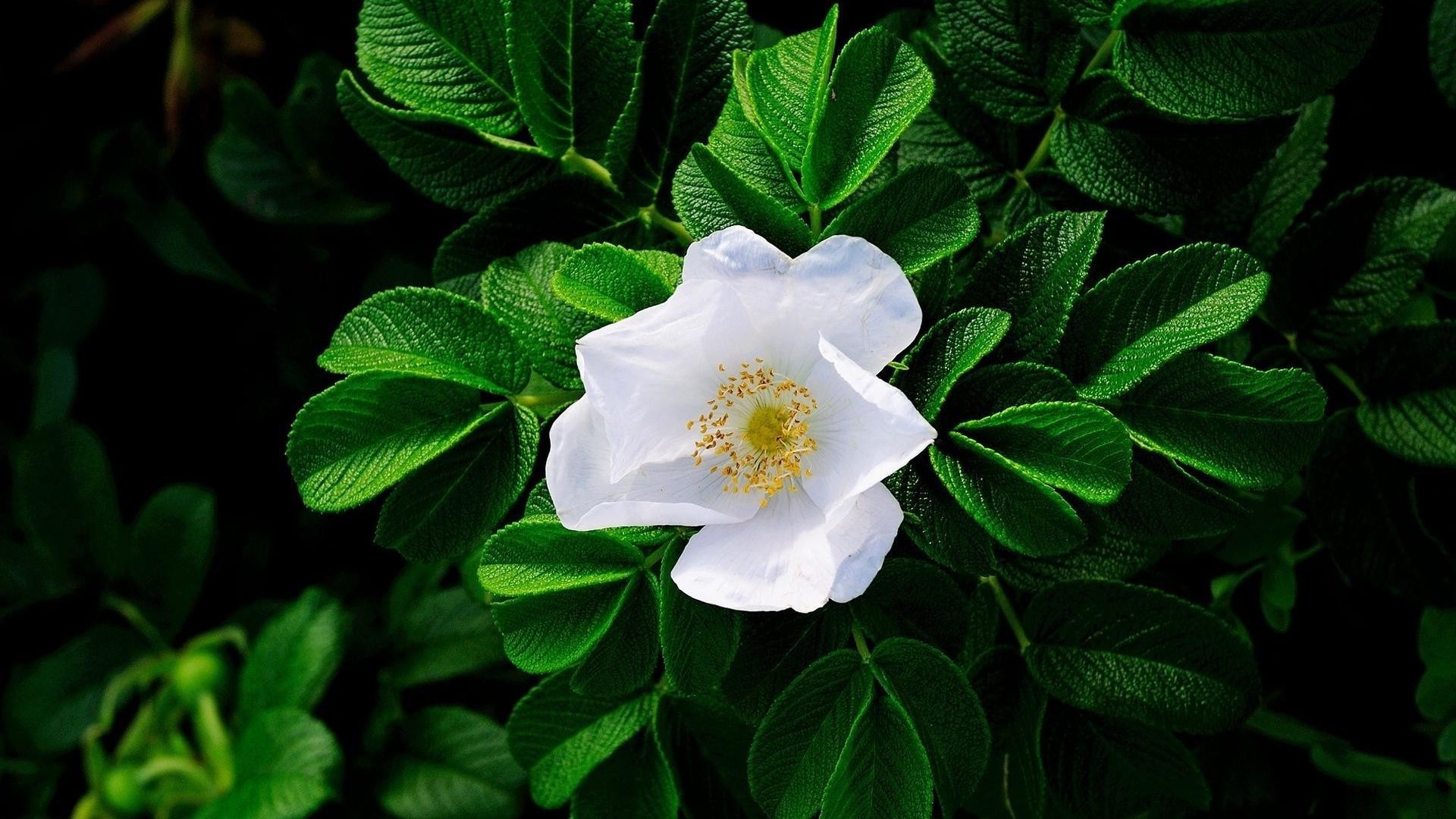 fleurs feuille nature flore gros plan croissance jardin fleur été