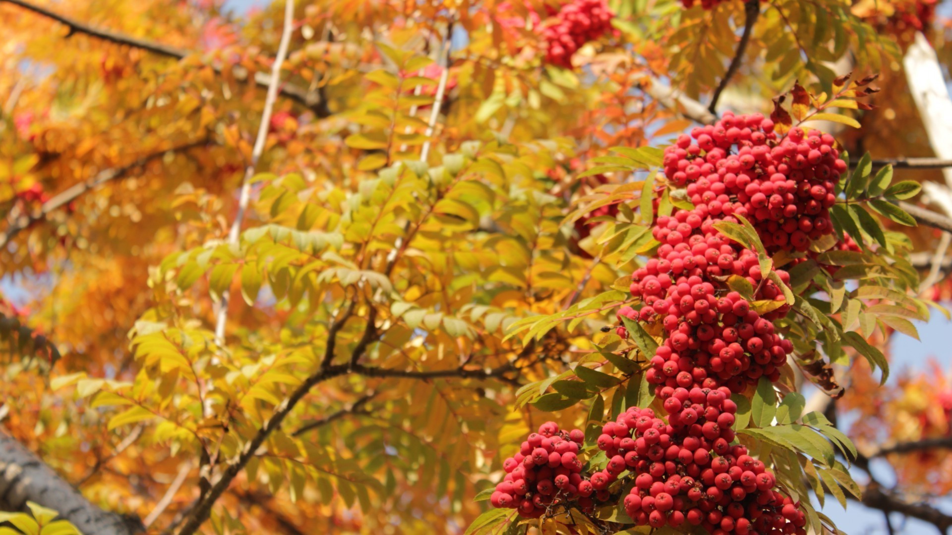 landschaft blatt herbst saison baum natur zweig flora farbe obst strauch eberesche hell eberesche schließen im freien garten gutes wetter