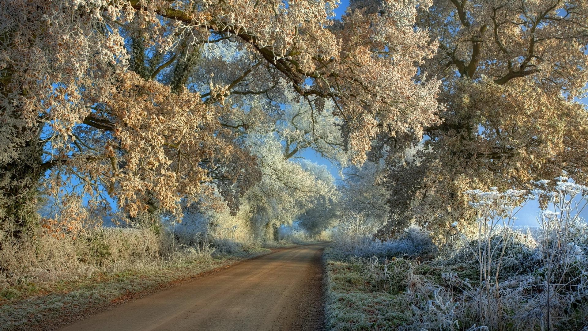 winter tree landscape nature wood fall season outdoors branch scenic park sky guidance leaf rural road environment flora color fair weather