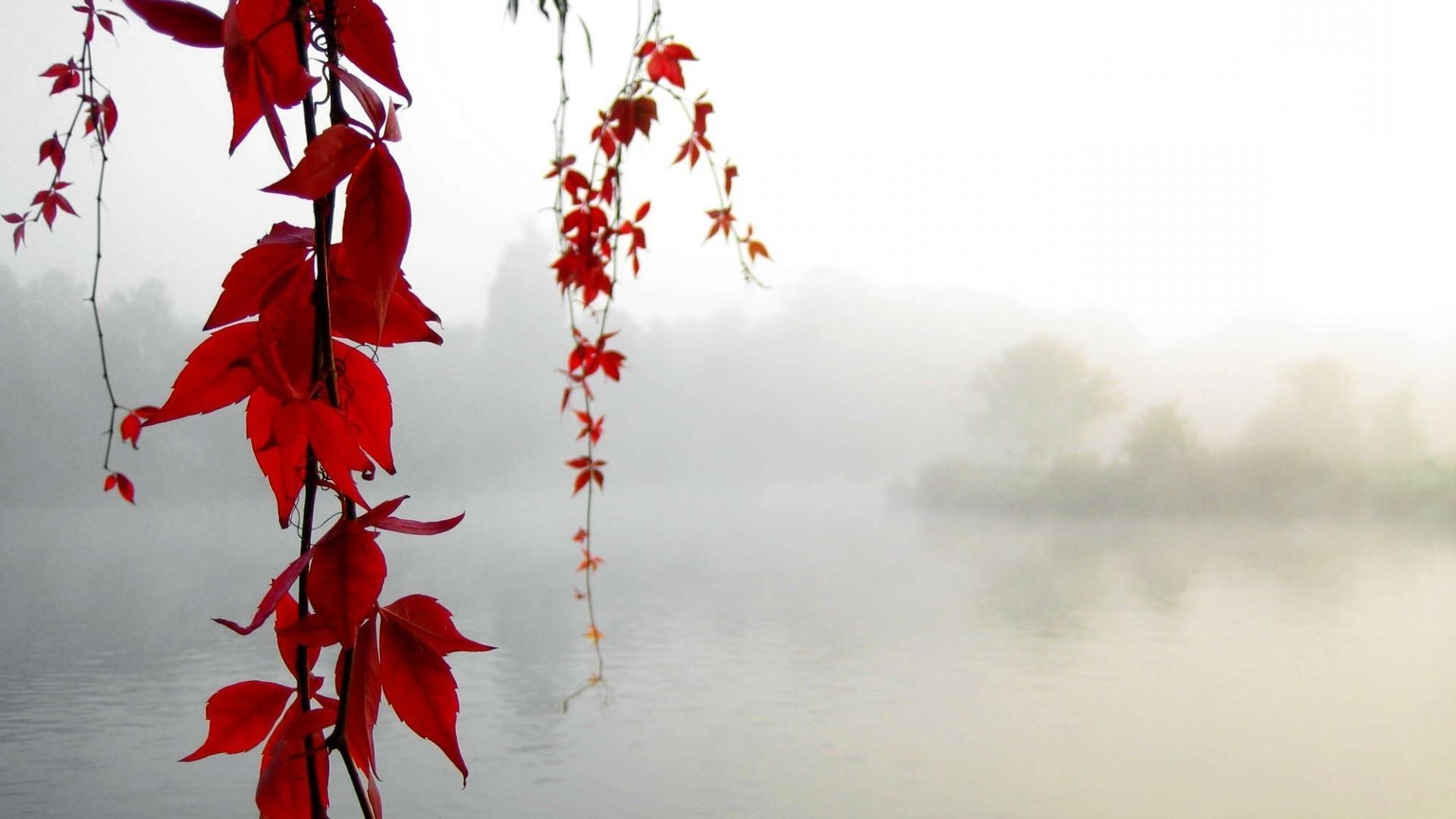природа, осень, вода, листва, красная бесплатно