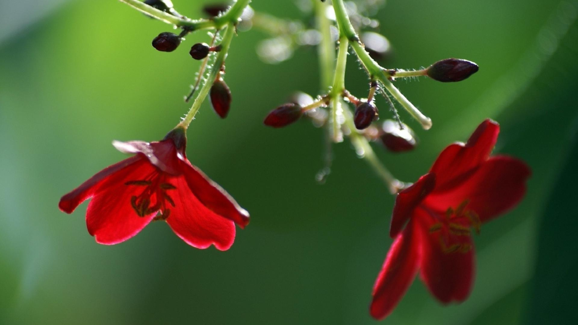 çiçekler çiçek doğa flora bahçe yaprak yaz