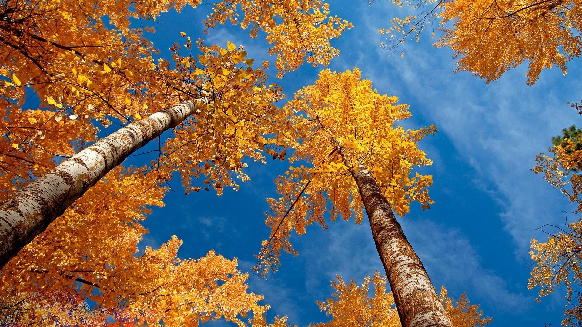 bosque otoño hoja árbol madera arce temporada naturaleza oro rama parque paisaje color al aire libre medio ambiente cambio brillante buen tiempo escena flora