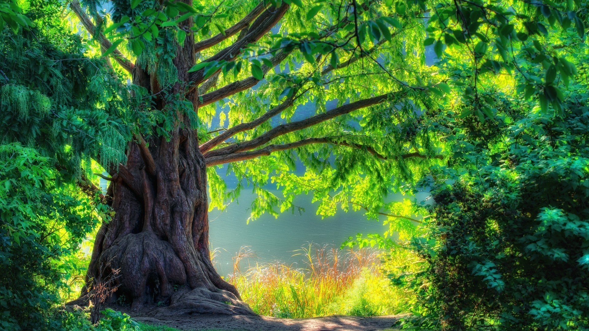 alberi albero legno natura paesaggio foglia all aperto parco flora scenic estate ambiente ramo tronco stagione alba bel tempo paesaggio