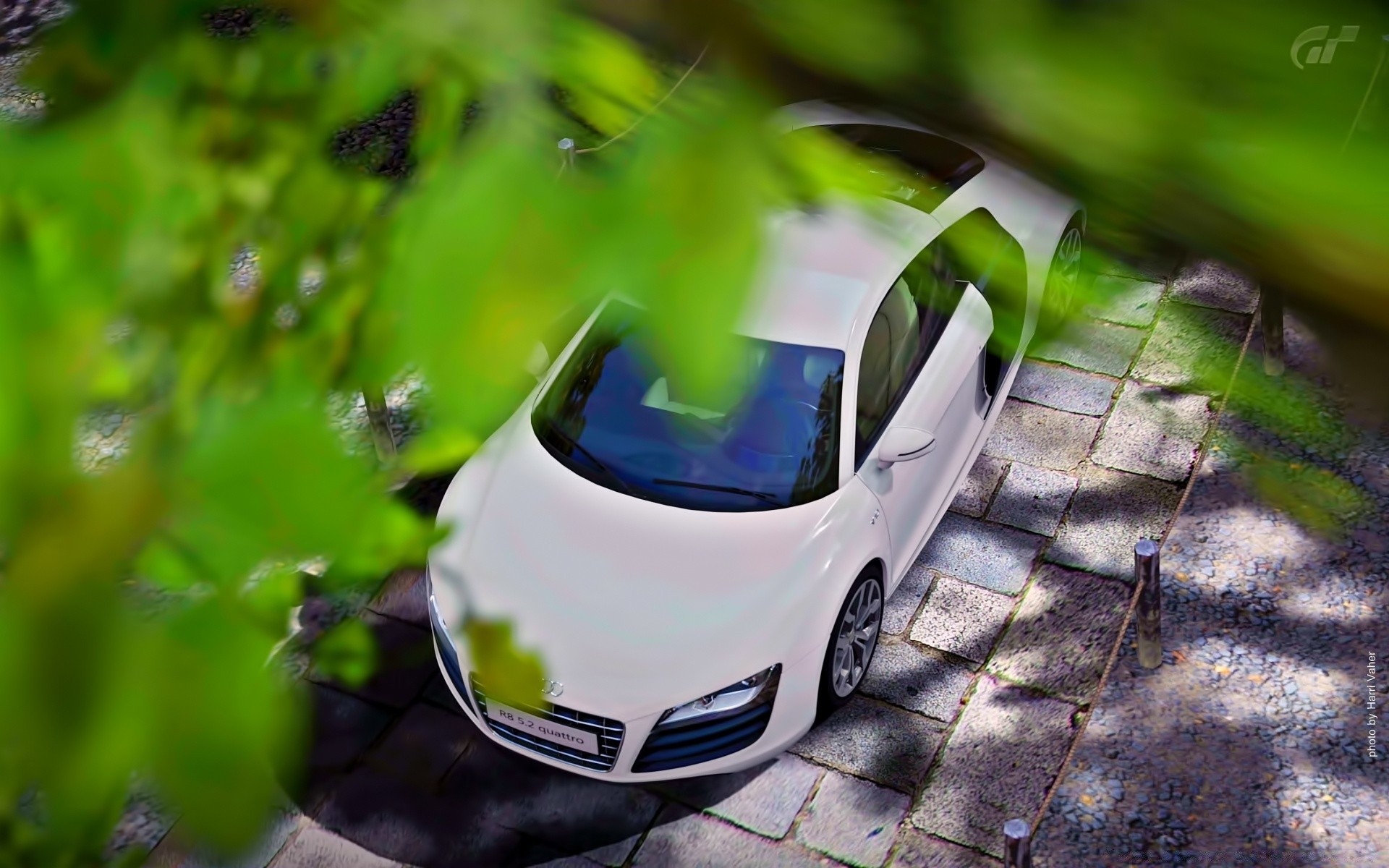 gran turismo nature herbe feuille mercredi été à l extérieur jardin bureau nourriture flore fleur