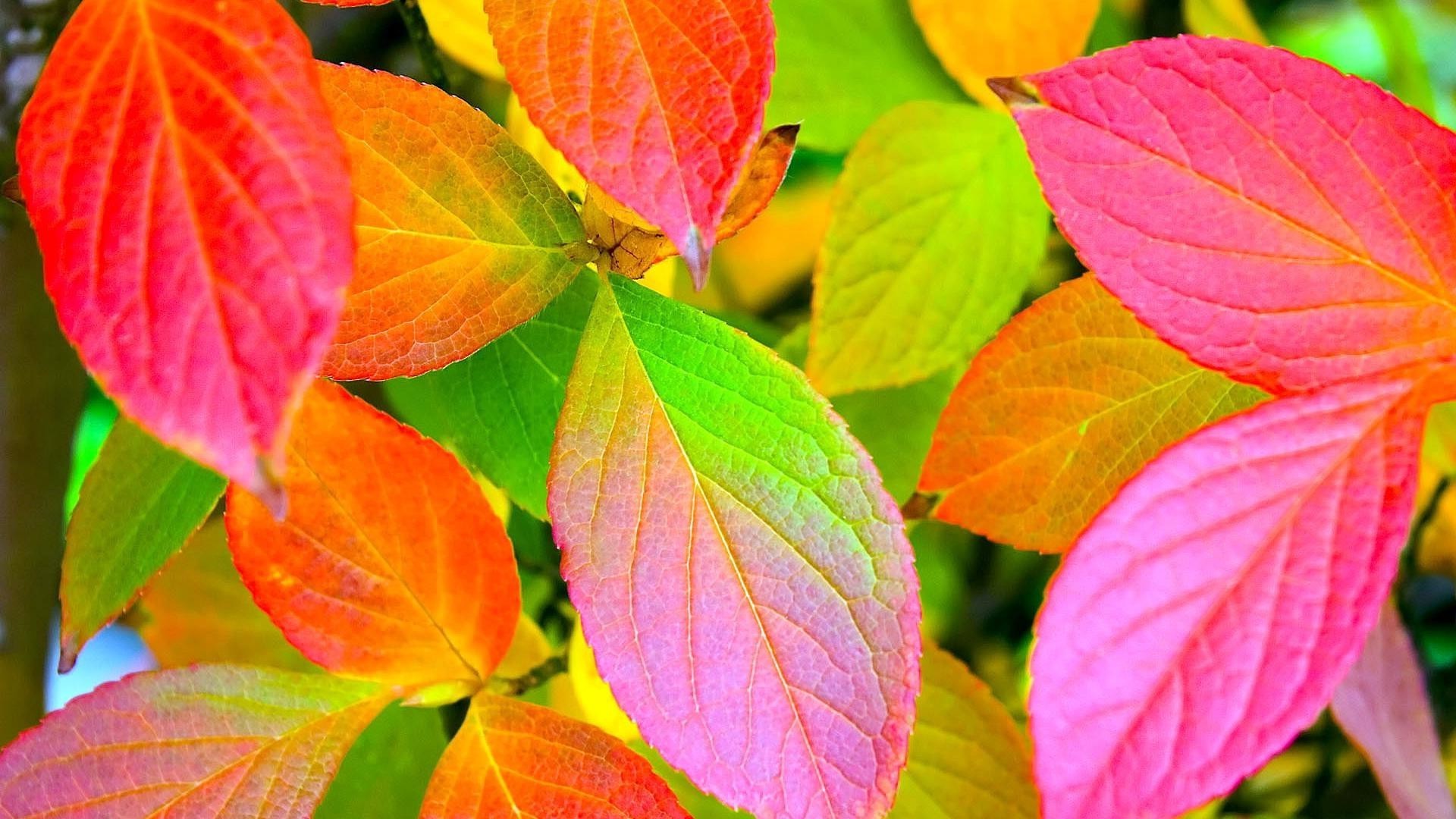 лист листья осень скачать