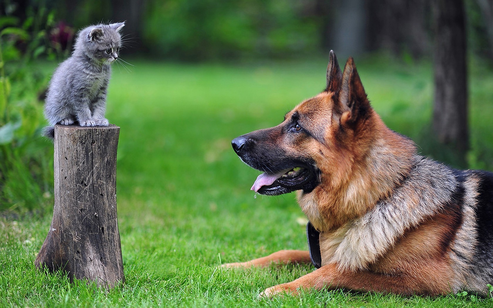 animais cão fofa animal mamífero retrato cinegrafista animal de estimação pele natureza grama visualização pouco olho adorável jovem doméstico filhote de cachorro