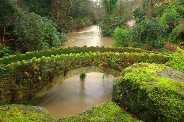 Ponte Velha sobre o rio na floresta