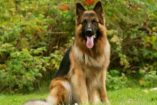 Perro peludo en la naturaleza