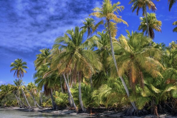 Tropical palm trees against the blue sky