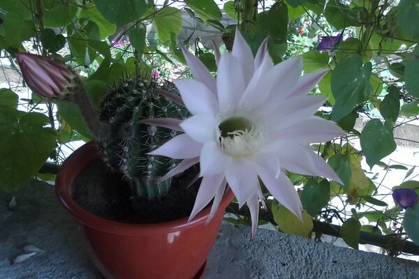 Flowers with leaves, nature flora