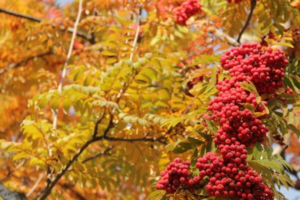 Autumn Landscape tree with leaves