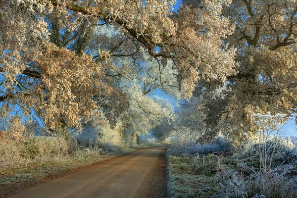 The first snow on the leaves of trees hanging over the road