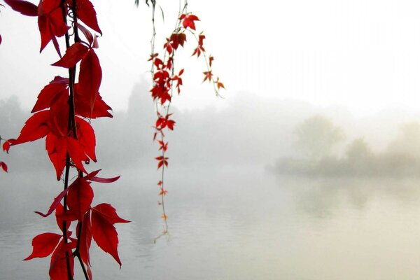 Blatt auf nebligen See Hintergrund