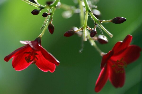 Brote de flor roja cerca