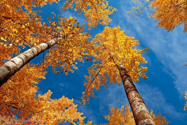 Birches with orange foliage in autumn