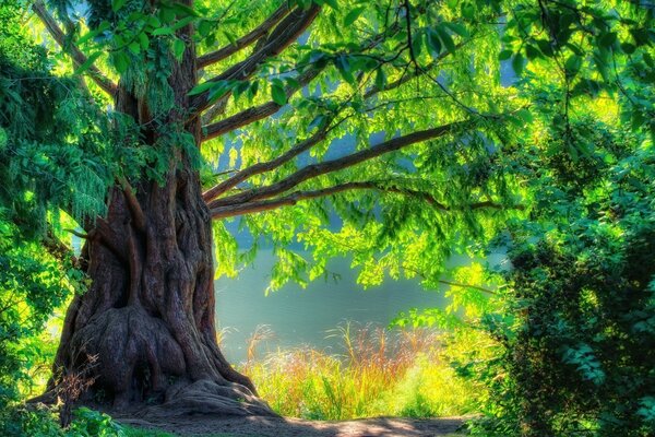 Bellissimo paesaggio di albero e acqua