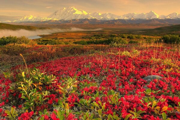 Paysage de clairière de fleurs rouges