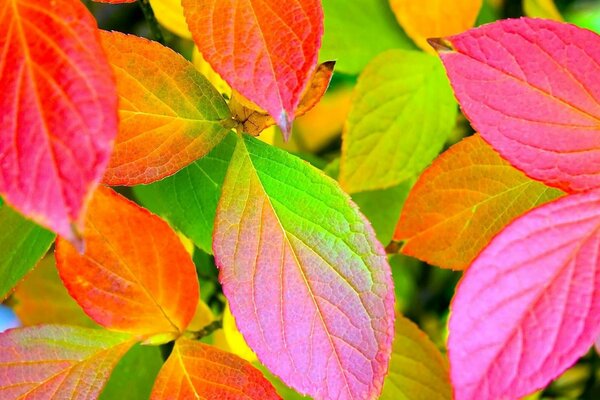 Hojas de colores en el Escritorio