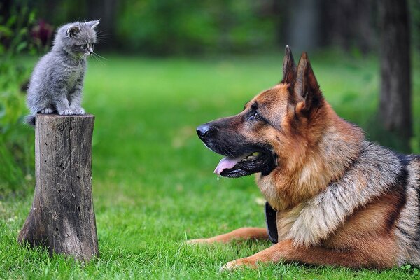 Hund und Katze starren einander an