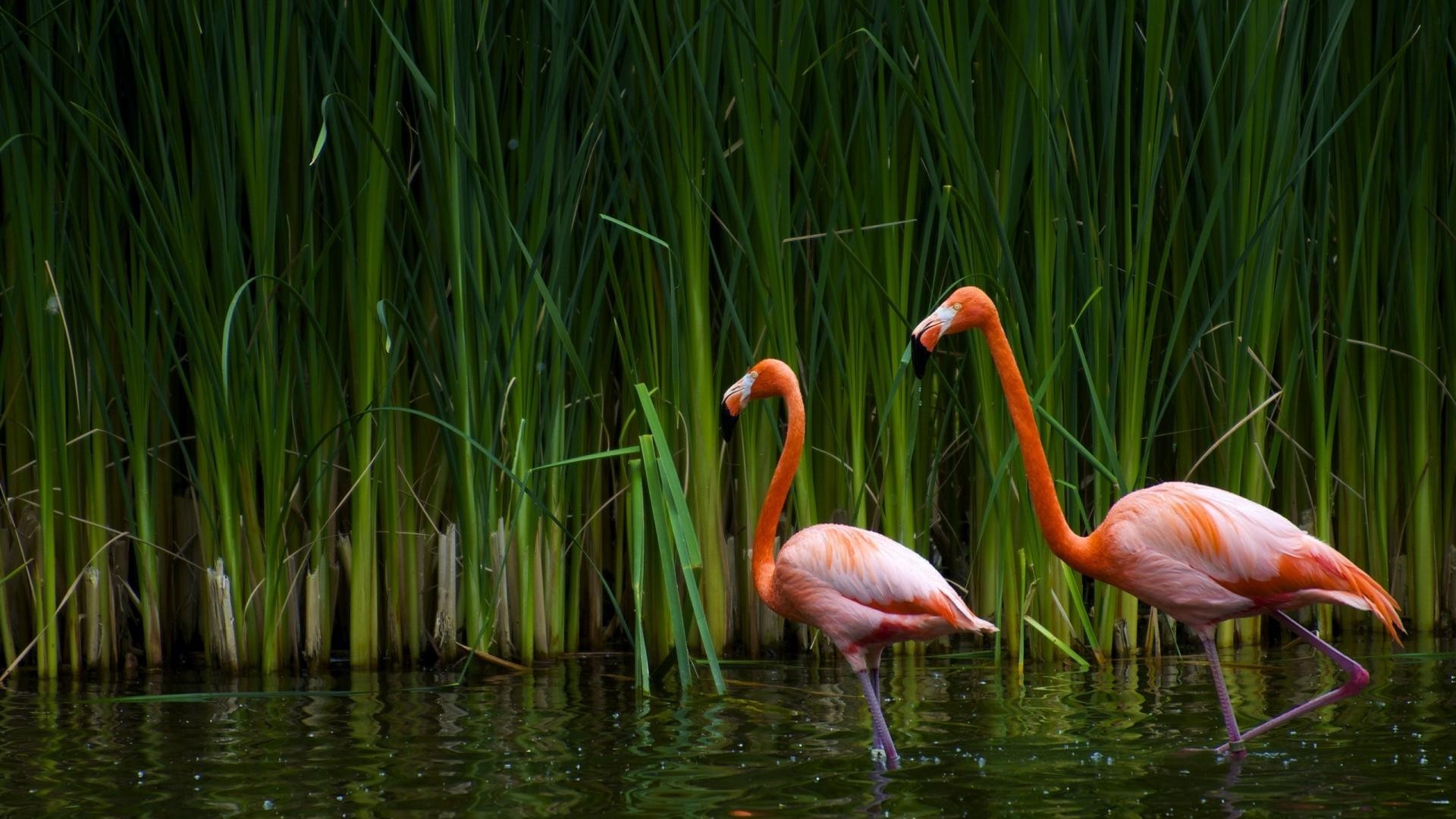 animals nature lake summer grass water pool